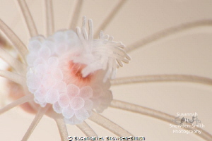 "Flower Of The Sea" - Super macro photograph of a hydroid... by Susannah H. Snowden-Smith 